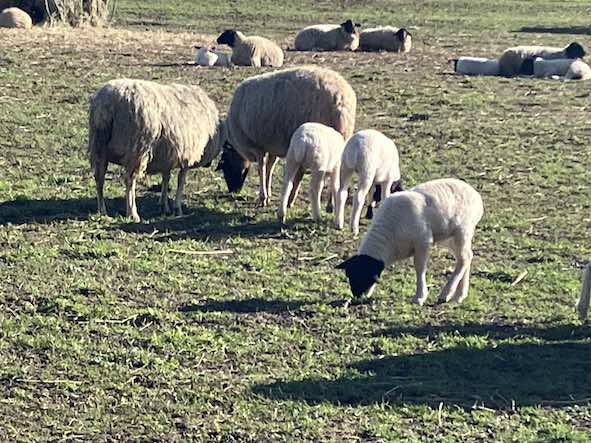 Schafe mit Jungtieren auf der Wiese