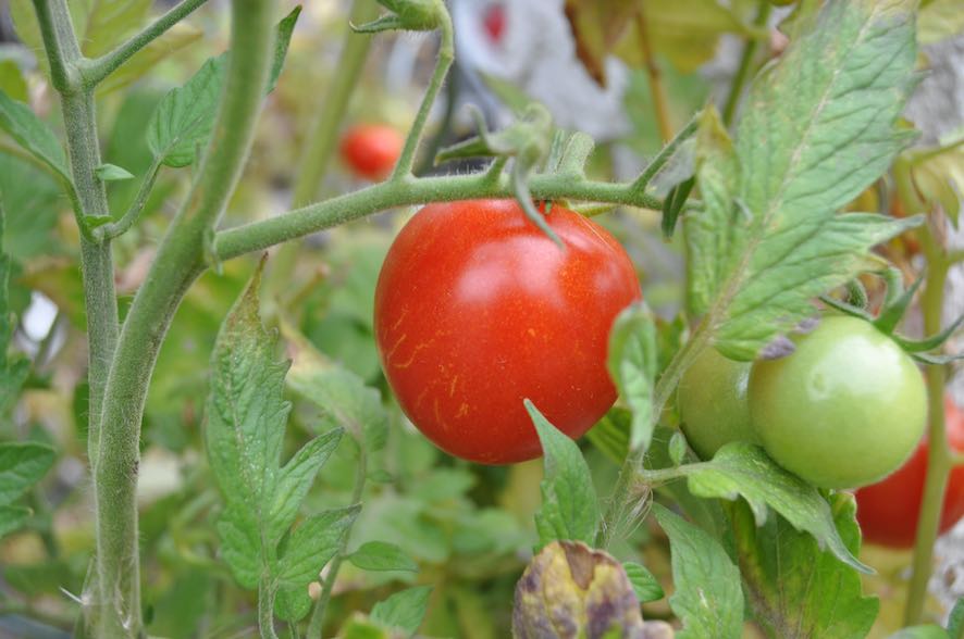 Sommertomaten te Früchte des Sommers